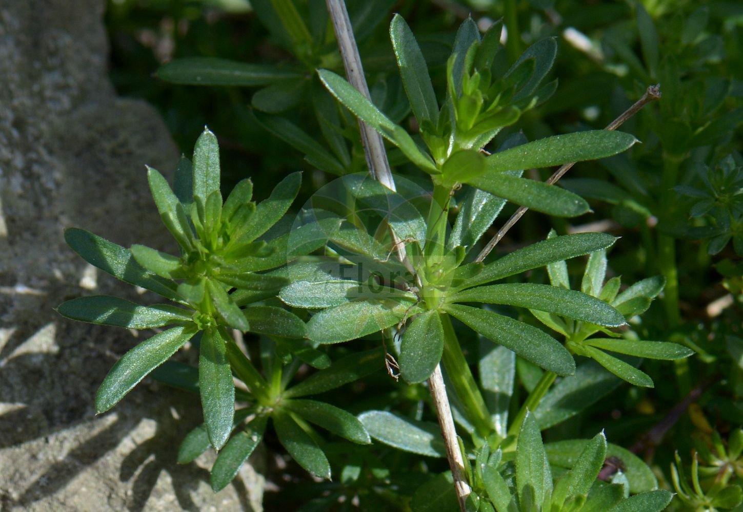 Foto von Galium mollugo (Gemeines Labkraut - Hedge Bedstraw). Das Foto wurde in Freiburg, Baden-Württemberg, Deutschland aufgenommen. ---- Photo of Galium mollugo (Gemeines Labkraut - Hedge Bedstraw). The picture was taken in Freiburg, Baden-Wuerttemberg, Germany.(Galium mollugo,Gemeines Labkraut,Hedge Bedstraw,Galium elatum,Galium insubricum,Galium kerneranum,Galium mollugo,Galium mollugo L. subsp.,Galium tyrolense,Gemeines Labkraut,Hedge Bedstraw,Galium,Labkraut,Bedstraw,Rubiaceae,Rötegewächse,Bedstraw family)