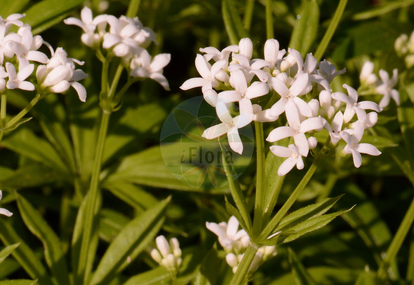 Foto von Galium odoratum (Waldmeister - Woodruff). Das Foto wurde in Köln, Nordrhein-Westfalen, Deutschland aufgenommen. ---- Photo of Galium odoratum (Waldmeister - Woodruff). The picture was taken in Cologne, North Rhine-Westphalia, Germany.(Galium odoratum,Waldmeister,Woodruff,Asperula eugeniae,Asperula odorata,Galium odoratum,Waldmeister,Felsen-Meier,Woodruff,Mugweed,Sweetscented Bedstraw,Sweet Woodruff,Galium,Labkraut,Bedstraw,Rubiaceae,Rötegewächse,Bedstraw family)