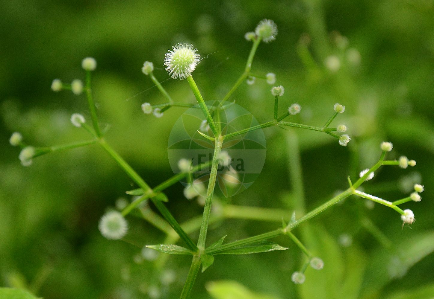 Foto von Galium odoratum (Waldmeister - Woodruff). Das Foto wurde in Lyon, Auvergne-Rhône-Alpes, Frankreich aufgenommen. ---- Photo of Galium odoratum (Waldmeister - Woodruff). The picture was taken in Lyon, Auvergne-Rhône-Alpes, France.(Galium odoratum,Waldmeister,Woodruff,Asperula eugeniae,Asperula odorata,Galium odoratum,Waldmeister,Felsen-Meier,Woodruff,Mugweed,Sweetscented Bedstraw,Sweet Woodruff,Galium,Labkraut,Bedstraw,Rubiaceae,Rötegewächse,Bedstraw family)