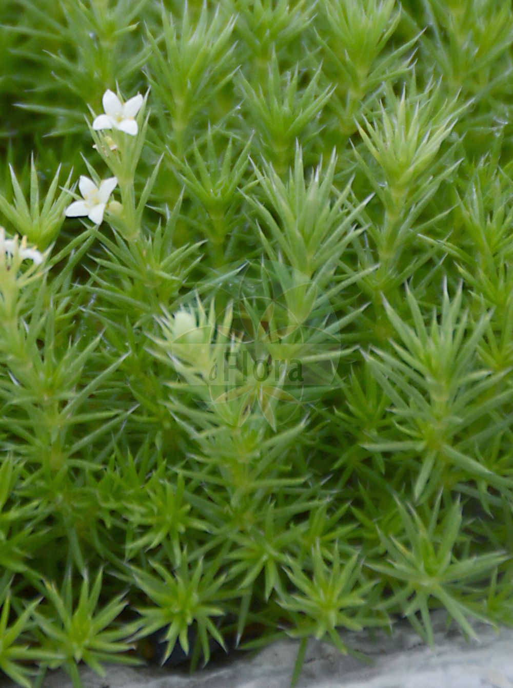 Foto von Galium pumilum (Zierliches Labkraut - Slender Bedstraw). Das Foto wurde in Innsbruck, Tirol, Österreich aufgenommen. ---- Photo of Galium pumilum (Zierliches Labkraut - Slender Bedstraw). The picture was taken in Innsbruck, Tyrol, Austria.(Galium pumilum,Zierliches Labkraut,Slender Bedstraw,Galium asperum,Galium chlorophyllum,Galium laeve,Galium pumilum,Galium sylvestre,Zierliches Labkraut,Heide-Labkraut,Slender Bedstraw,Galium,Labkraut,Bedstraw,Rubiaceae,Rötegewächse,Bedstraw family)