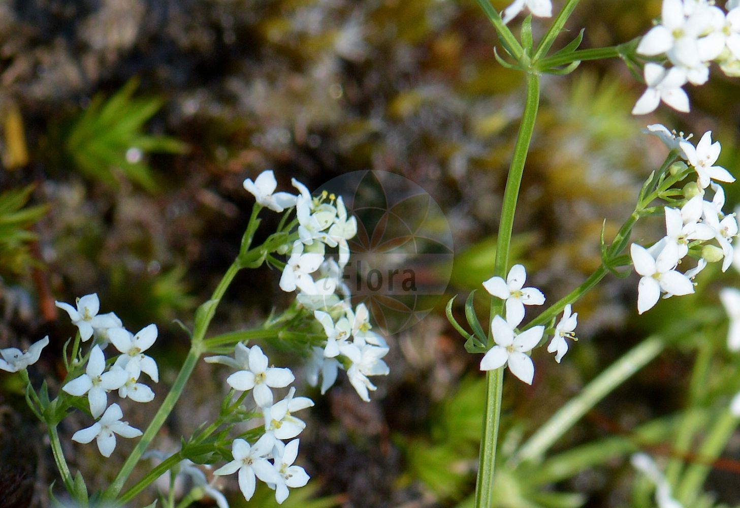 Galium saxatile - Rubiaceae,Plantae,Pteridobiotina,Angiosperms,Gentianales,Rubiaceae,Galium,Galium saxatile,Galium helveticum, Galium pumilum subsp. saxatile,Harzer Labkraut;Felsen-Labkraut;Harz-Labkraut;heath bedstraw;Gaillet des rochers;gaillet du Harz;gaillet saxatile;Caglio delle pietraie;caglio saxatile;röd-malva;liggend walstro;подмаренник герцинский;broćika;röd-målla;stenmåra;lyng-snerre;przytulia hercyńska;przytulia skalna;skalna lakota;csarabos galaj;svízel hercynský;svízel nizký hercynský;sanziene;lipkavec skalný;підмаренник герцинський;kystmaure;nummimatara;hercininis lipikas