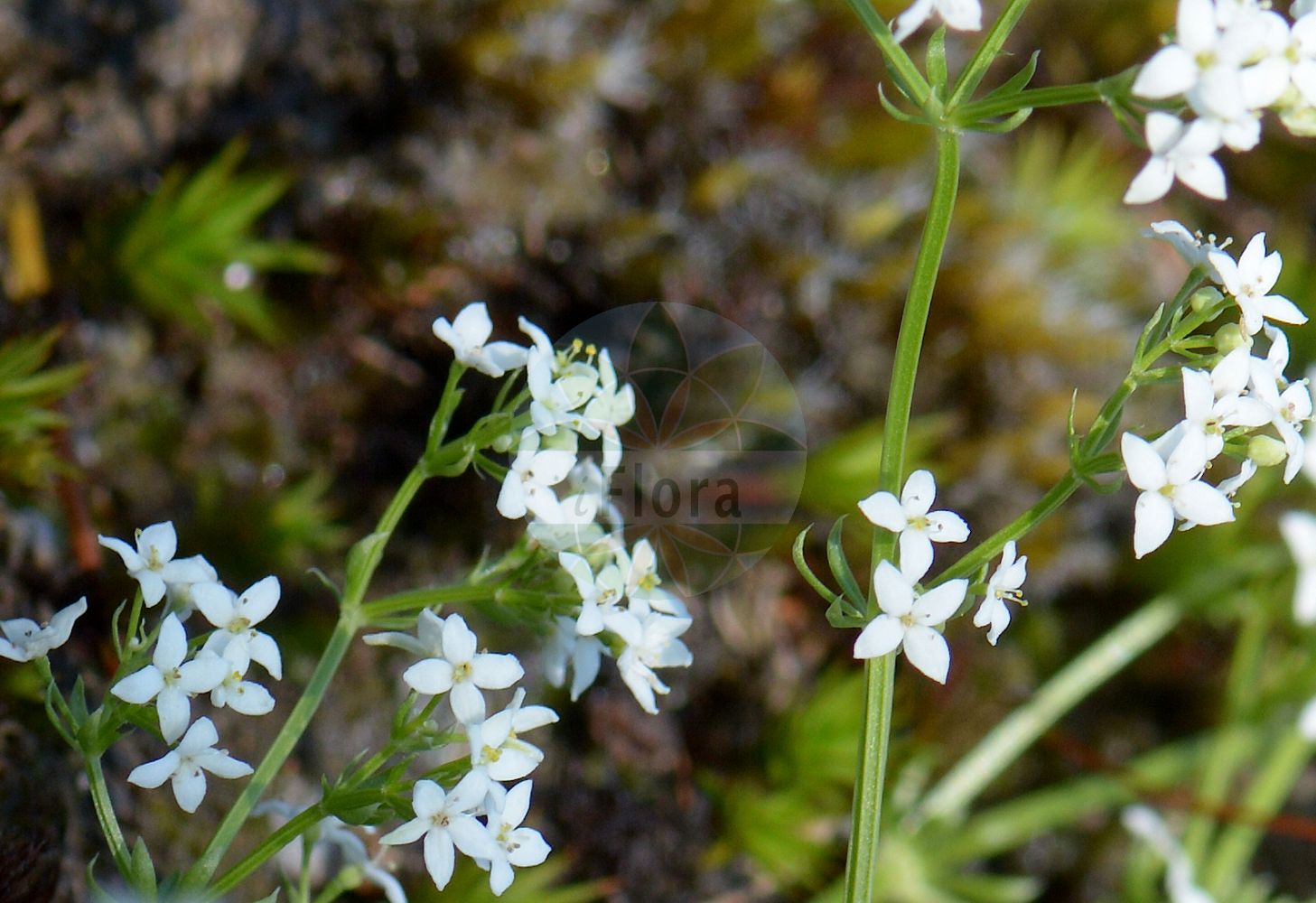 Foto von Galium saxatile (Harzer Labkraut - Heath Bedstraw). Das Foto wurde in Göteborg, Schweden aufgenommen. ---- Photo of Galium saxatile (Harzer Labkraut - Heath Bedstraw). The picture was taken in Gothenburg, Sweden.(Galium saxatile,Harzer Labkraut,Heath Bedstraw,Galium harcynicum,Galium pawlowskii,Galium saxatile,Harzer Labkraut,Felsen-Labkraut,Heath Bedstraw,Galium,Labkraut,Bedstraw,Rubiaceae,Rötegewächse,Bedstraw family)