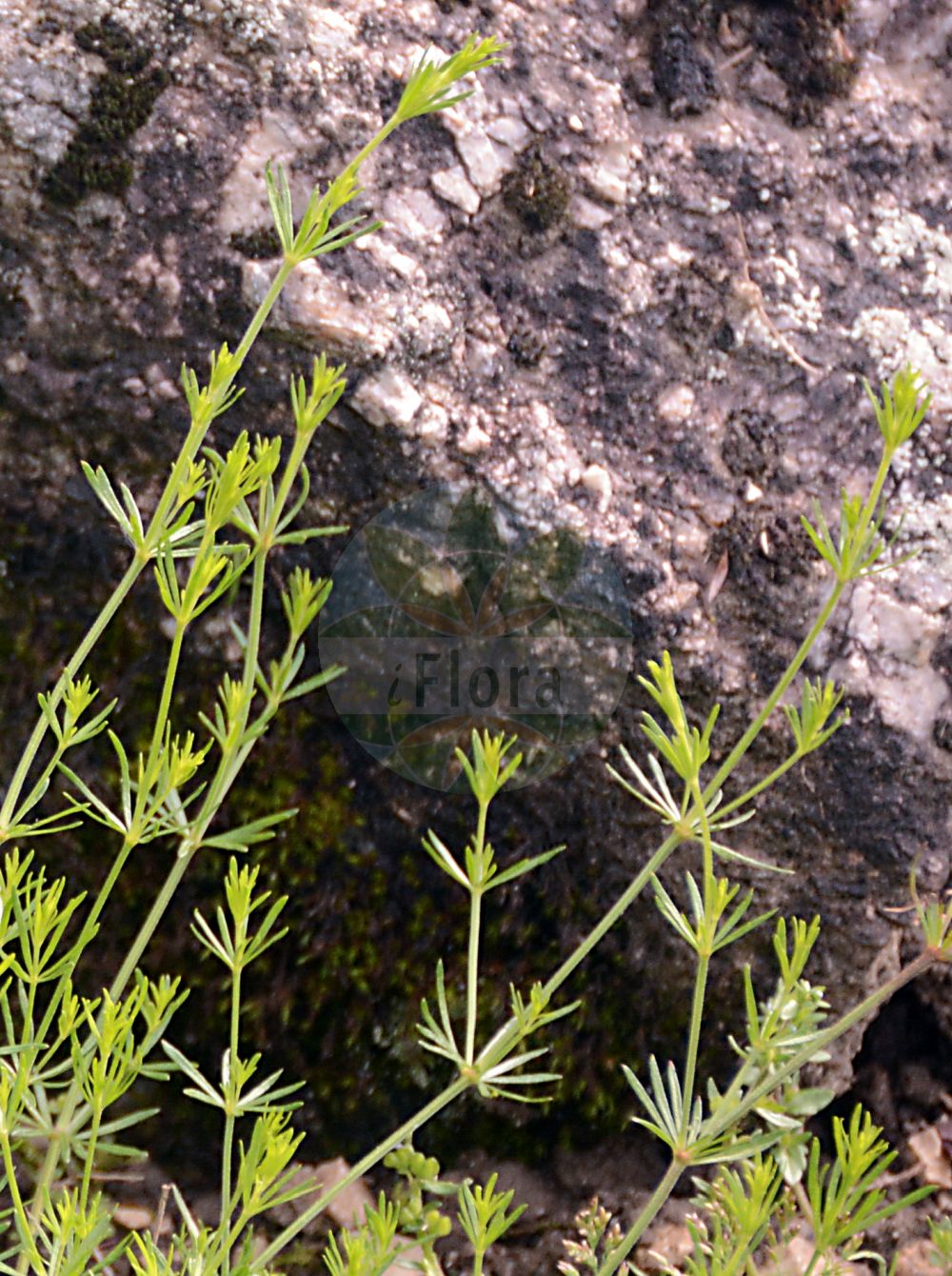 Foto von Galium aristatum (Grannen-Labkraut - Awned Bedstraw). Das Foto wurde in Linz, Oberösterreich, Österreich aufgenommen. ---- Photo of Galium aristatum (Grannen-Labkraut - Awned Bedstraw). The picture was taken in Linz, Upper Austria, Austria.(Galium aristatum,Grannen-Labkraut,Awned Bedstraw,Galium aristatum,Galium aristatum L. subsp.,Galium sylvaticum subsp. aristatum,Grannen-Labkraut,Awned Bedstraw,Galium,Labkraut,Bedstraw,Rubiaceae,Rötegewächse,Bedstraw family)