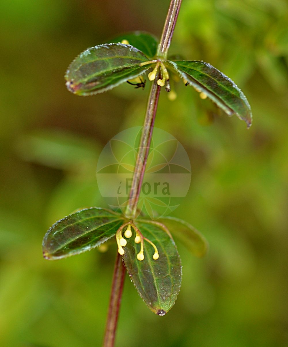 Foto von Cruciata glabra (Kahles Kreuzlabkraut - Glabrous Crosswort). Das Foto wurde in Mainz, Rheinland-Pfalz, Deutschland aufgenommen. ---- Photo of Cruciata glabra (Kahles Kreuzlabkraut - Glabrous Crosswort). The picture was taken in Mainz, Rhineland-Palatinate, Germany.(Cruciata glabra,Kahles Kreuzlabkraut,Glabrous Crosswort,Galium glabrum,Galium vernum,Valantia glabra,Cruciata glabra,Kahles Kreuzlabkraut,Glabrous Crosswort,Cruciata,Kreuzlabkraut,Bedstraw,Rubiaceae,Rötegewächse,Bedstraw family)