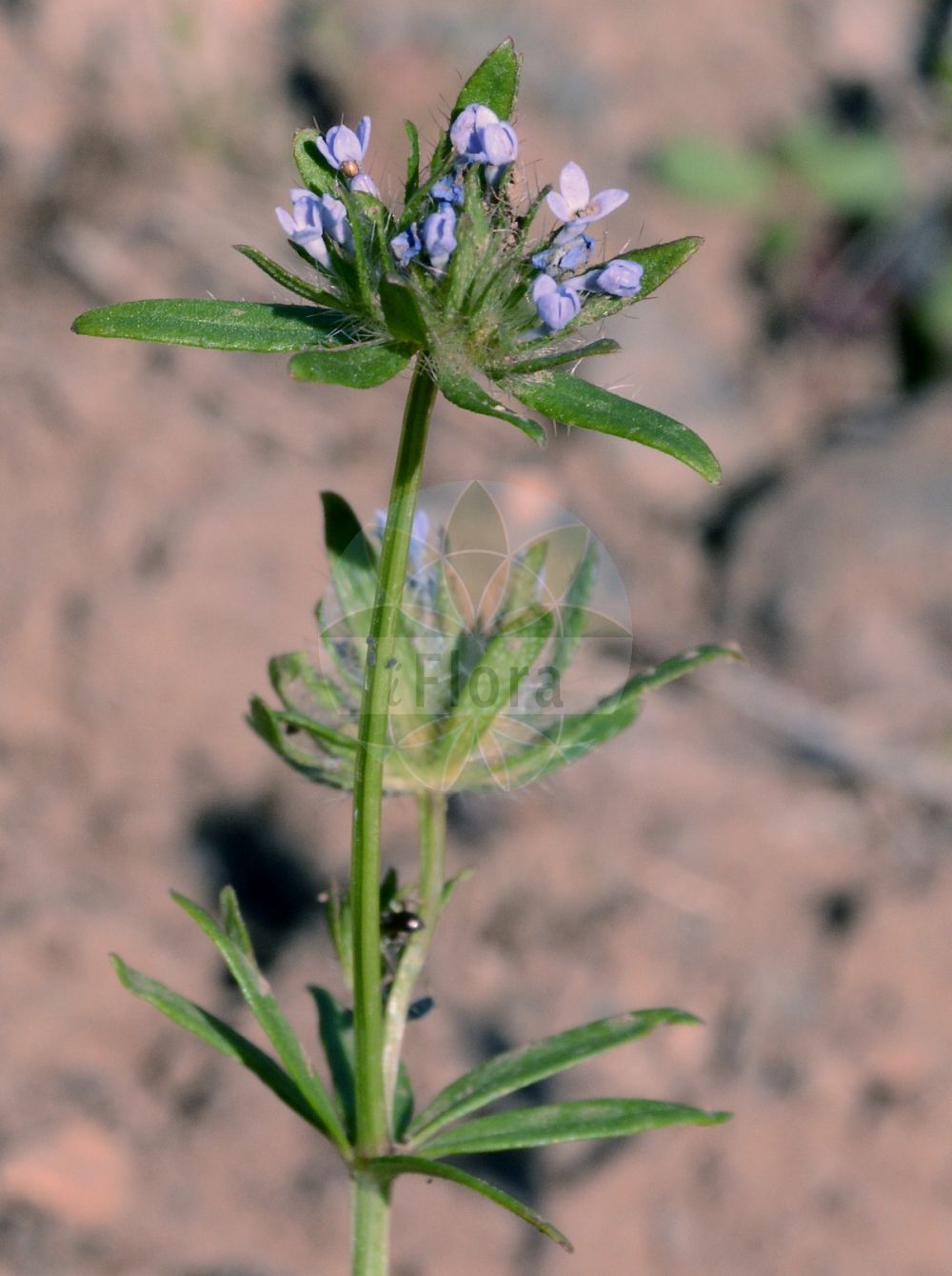 Foto von Asperula cynanchica (Hügel-Meier - Squinancywort). Das Foto wurde in Mainz, Rheinland-Pfalz, Deutschland aufgenommen. ---- Photo of Asperula cynanchica (Hügel-Meier - Squinancywort). The picture was taken in Mainz, Rhineland-Palatinate, Germany.(Asperula cynanchica,Hügel-Meier,Squinancywort,Asperula arenicola,Asperula capillacea,Asperula cynanchica,Asperula cynanchica L. var.,Asperula papillosa,Asperula semiamicta,Asperula tenuiflora,Asperula trabutii,Huegel-Meier,Squinancywort,Asperula,Meier,Woodruff,Rubiaceae,Rötegewächse,Bedstraw family)