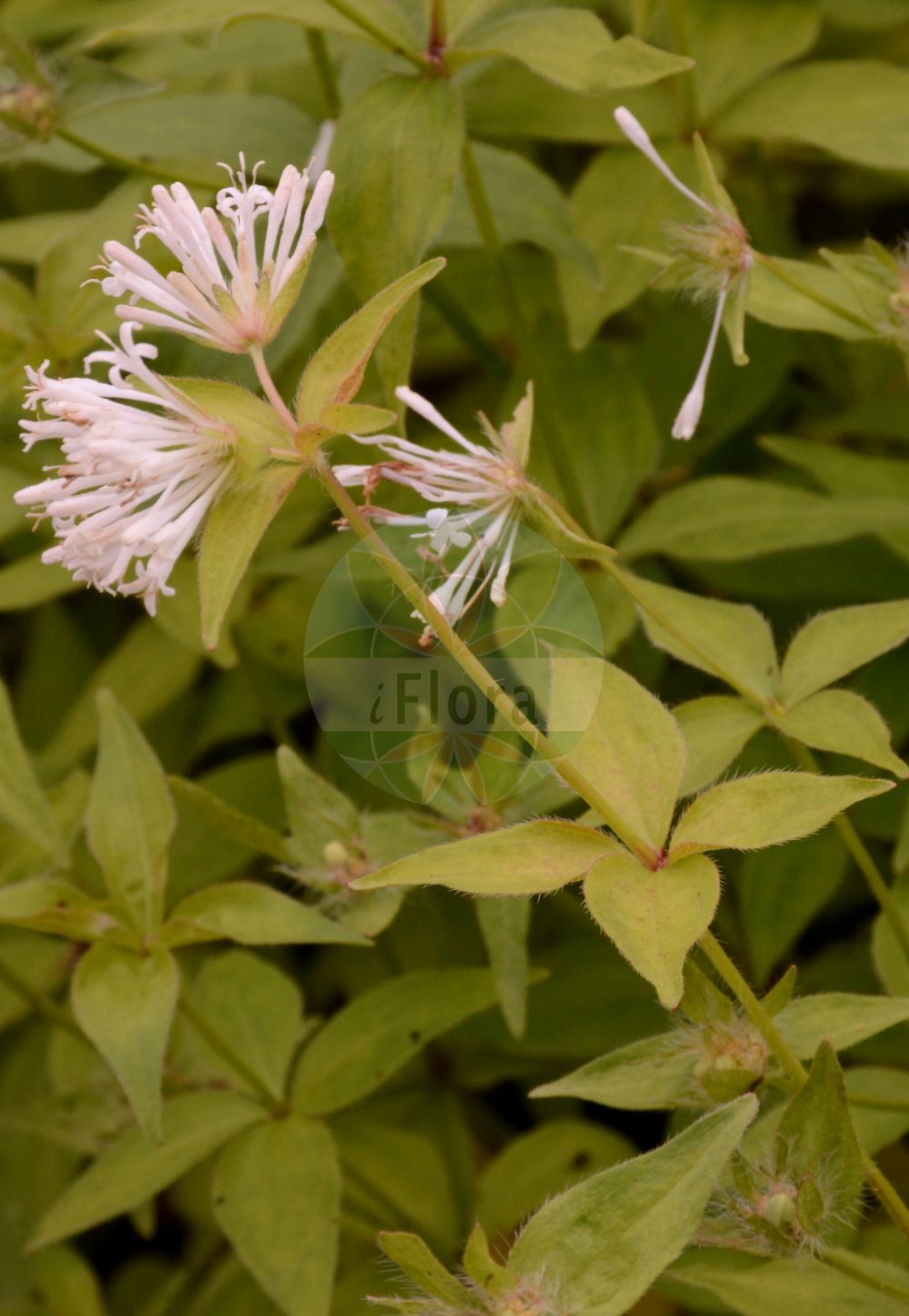 Foto von Asperula taurina (Turiner Meier - Pink Woodruff). Das Foto wurde in München, Bayern, Deutschland aufgenommen. ---- Photo of Asperula taurina (Turiner Meier - Pink Woodruff). The picture was taken in Munich, Bavaria, Germany.(Asperula taurina,Turiner Meier,Pink Woodruff,Asperula propinqua,Asperula taurina,Turiner Meier,Pink Woodruff,Turin Woodruff,Asperula,Meier,Woodruff,Rubiaceae,Rötegewächse,Bedstraw family)