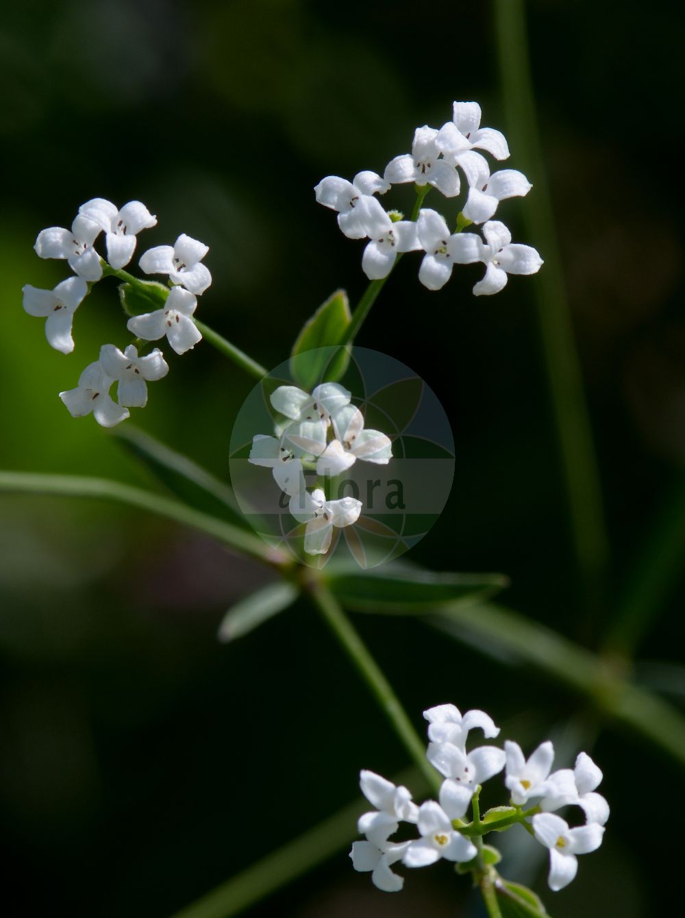 Asperula tinctoria - Rubiaceae,Plantae,Pteridobiotina,Angiosperms,Gentianales,Rubiaceae,Asperula,Asperula tinctoria,Asterophyllum tinctorium, Cynanchica tinctoria, Galium tinctorium, Galium triandrum,Färber-Meier;Färber-Meister;Färber-Waldmeister;dyer's woodruff;Aspérule des teinturiers;Stellina tintoria;asperula dei tintori;ясменник красильный;bojadisarska lazarkinja;färgmåra;farve-mysike;marzanka barwierska;barvilna perla;festő müge;mařinka barvířská;lipitoare de vopsit;marinka farbiarska;підмаренник красильний;багрилна лазаркиня;багрилно милосърдниче;ресничества лазаркиня;värv-varjulill;krāsu miešķis;fargemyske;värimaratti;dažinė krunė;ασπέρουλα
