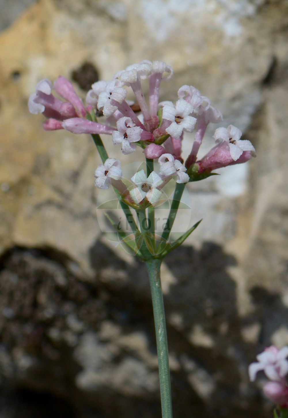 Foto von Asperula aristata. Das Foto wurde in Chanousia, Kleiner St. Bernhard, Auvergne-Rhône-Alpes, Frankreich aufgenommen. ---- Photo of Asperula aristata. The picture was taken in Chanousia, Little St. Bernhard, Auvergne-Rhône-Alpes, France.(Asperula aristata,Asperula peristeriensis,Asperula aristata,Asperula,Meier,Woodruff,Rubiaceae,Rötegewächse,Bedstraw family)