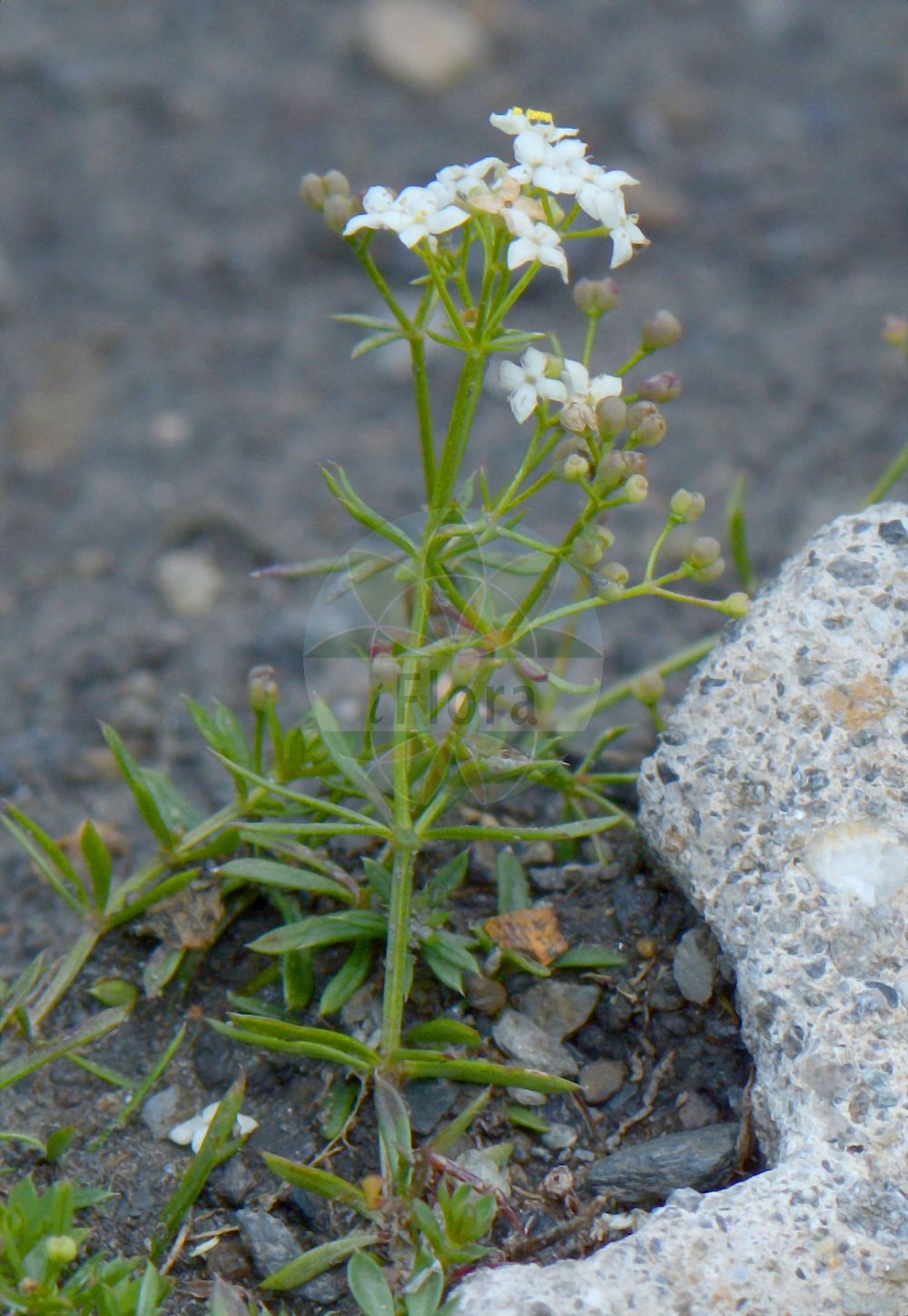 Foto von Galium anisophyllon (Ungleichblättriges Labkraut - Bedstraw). Das Foto wurde in Chanousia, Kleiner St. Bernhard, Auvergne-Rhône-Alpes, Frankreich aufgenommen. ---- Photo of Galium anisophyllon (Ungleichblättriges Labkraut - Bedstraw). The picture was taken in Chanousia, Little St. Bernhard, Auvergne-Rhône-Alpes, France.(Galium anisophyllon,Ungleichblättriges Labkraut,Bedstraw,Galium alpestre,Galium anisophyllon,Galium anisophyllon Vill. subsp.,Galium bellatulum,Galium commune,Galium fatrense,Galium plebeium,Galium tenue,Galium tenue Vill. subsp.,Ungleichblaettriges Labkraut,Alpen-Labkraut,Bedstraw,Gaillet,Galium,Labkraut,Bedstraw,Rubiaceae,Rötegewächse,Bedstraw family)