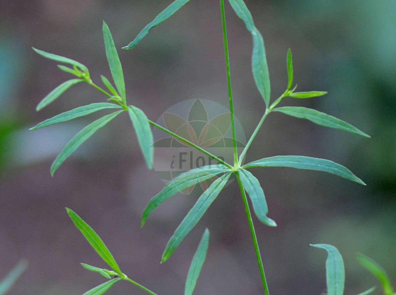 Galium laevigatum - Rubiaceae,Plantae,Pteridobiotina,Angiosperms,Gentianales,Rubiaceae,Galium,Galium laevigatum,Galium atrovirens, Galium laevigatum var. genuinum, Galium linifolium var. rigidulum, Galium sylvaticum subsp. laevigatum, Galium sylvaticum subsp. laevigatum, Galium sylvaticum var. atrovirens, Galium sylvaticum var. depauperatum, Galium sylvaticum var. pyrenaicum,Glattes Labkraut;Gaillet lisse;Caglio levigato;broćika;gladka lakota