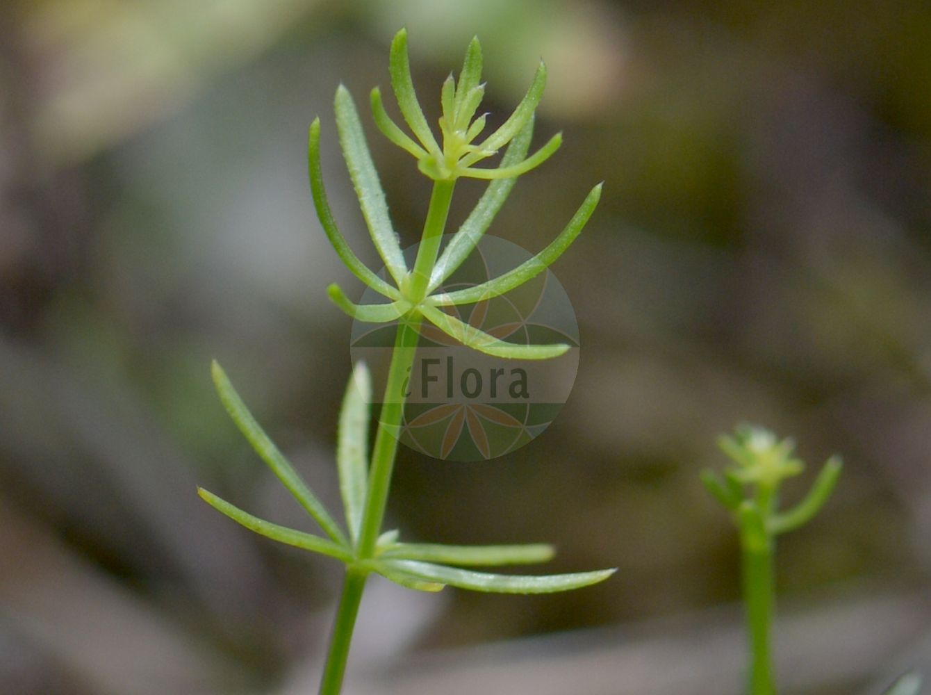 Foto von Galium lucidum. Das Foto wurde in Genève, Schweiz aufgenommen. ---- Photo of Galium lucidum. The picture was taken in Geneva, Switzerland.(Galium lucidum,Galium lucidum,Galium rigidum,Galium venustum,Galium,Labkraut,Bedstraw,Rubiaceae,Rötegewächse,Bedstraw family)