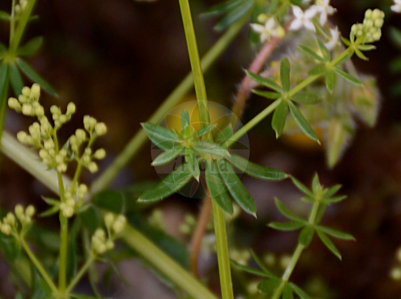 Galium meliodorum - Rubiaceae,Plantae,Pteridobiotina,Angiosperms,Gentianales,Rubiaceae,Galium,Galium meliodorum,Galium lucidum var. meliodorum
