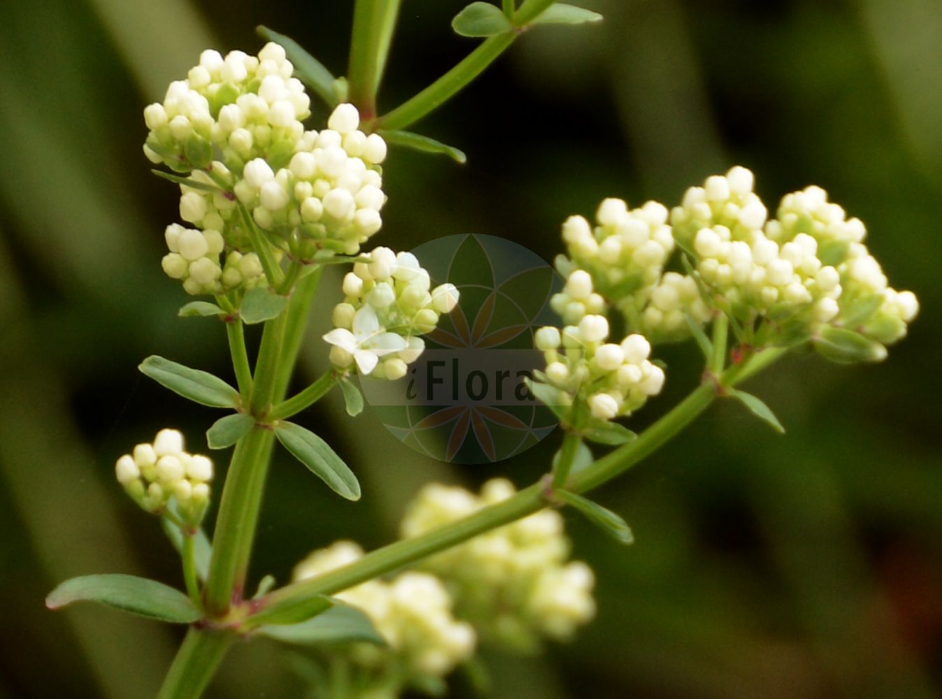 Foto von Galium rubioides. Das Foto wurde in Jardin des Plantes, Paris, Frankreich aufgenommen. ---- Photo of Galium rubioides. The picture was taken in Jardin des Plantes, Paris, France.(Galium rubioides,Galium physocarpum,Galium rubioides,Galium,Labkraut,Bedstraw,Rubiaceae,Rötegewächse,Bedstraw family)