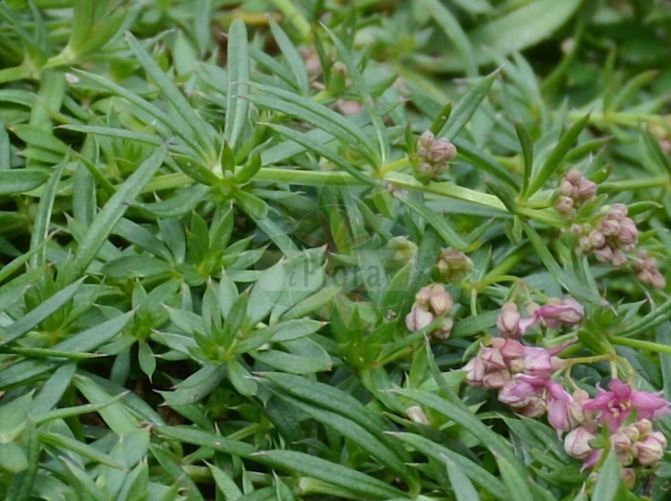 Galium rubrum - Rubiaceae,Plantae,Pteridobiotina,Angiosperms,Gentianales,Rubiaceae,Galium,Galium rubrum,Galium hirtum, Galium leyboldii, Galium morisii, Galium purpureum, Galium rubrum var. grenieri, Galium rubrum var. hirtum, Galium rubrum var. leyboldii, Galium rubrum var. parviflorum, Galium rubrum var. transiens,Rotes Labkraut;Gaillet rouge;Caglio arrossato;caglio rosso;broćika
