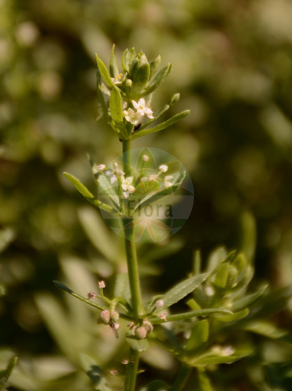 Foto von Galium verrucosum (Anis-Labkraut - Warty Bedstraw). Das Foto wurde in Mainz, Rheinland-Pfalz, Deutschland aufgenommen. ---- Photo of Galium verrucosum (Anis-Labkraut - Warty Bedstraw). The picture was taken in Mainz, Rhineland-Palatinate, Germany.(Galium verrucosum,Anis-Labkraut,Warty Bedstraw,Galium saccharatum,Galium valantia,Galium verrucosum,Anis-Labkraut,Warty Bedstraw,Galium,Labkraut,Bedstraw,Rubiaceae,Rötegewächse,Bedstraw family)