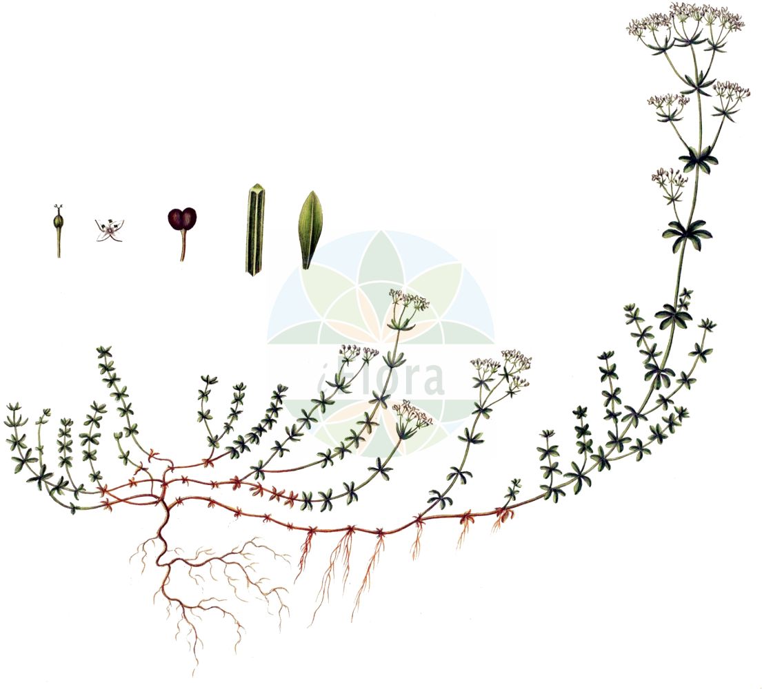 Historische Abbildung von Galium saxatile (Harzer Labkraut - Heath Bedstraw). Das Bild zeigt Blatt, Bluete, Frucht und Same. ---- Historical Drawing of Galium saxatile (Harzer Labkraut - Heath Bedstraw). The image is showing leaf, flower, fruit and seed.(Galium saxatile,Harzer Labkraut,Heath Bedstraw,Galium harcynicum,Galium pawlowskii,Galium saxatile,Harzer Labkraut,Felsen-Labkraut,Heath Bedstraw,Galium,Labkraut,Bedstraw,Rubiaceae,Rötegewächse,Bedstraw family,Blatt,Bluete,Frucht,Same,leaf,flower,fruit,seed,Oeder (1761-1883))