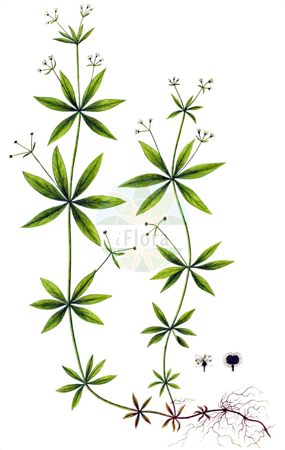 Historische Abbildung von Galium triflorum. Das Bild zeigt Blatt, Bluete, Frucht und Same. ---- Historical Drawing of Galium triflorum. The image is showing leaf, flower, fruit and seed.(Galium triflorum,Galium triflorum,Galium,Labkraut,Bedstraw,Rubiaceae,Rötegewächse,Bedstraw family,Blatt,Bluete,Frucht,Same,leaf,flower,fruit,seed,Oeder (1761-1883))