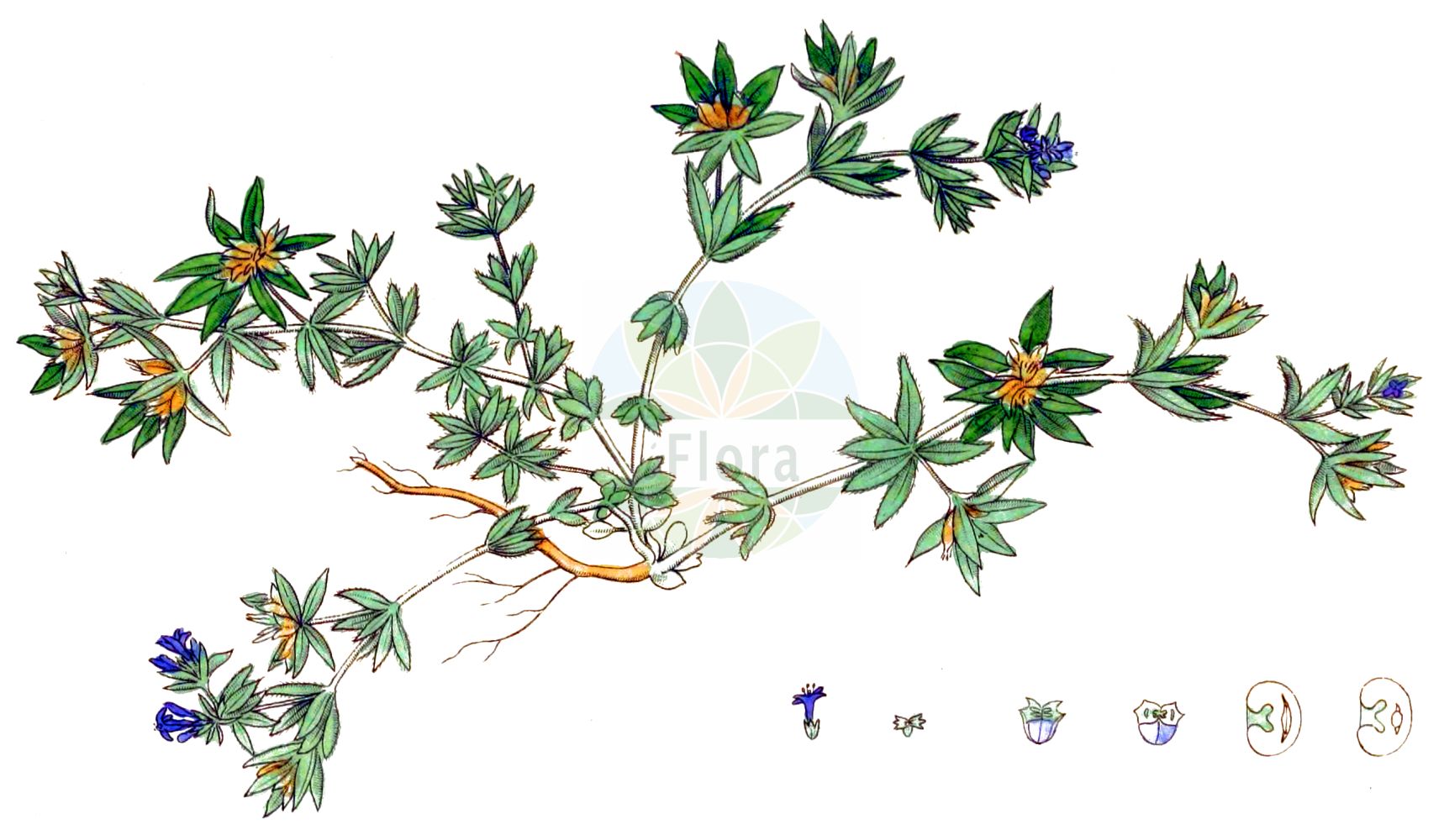 Historische Abbildung von Sherardia arvensis (Ackerröte - Field Madder). Das Bild zeigt Blatt, Bluete, Frucht und Same. ---- Historical Drawing of Sherardia arvensis (Ackerröte - Field Madder). The image is showing leaf, flower, fruit and seed.(Sherardia arvensis,Ackerröte,Field Madder,Sherardia arvensis,Ackerroete,Field Madder,Blue Fieldmadder,Sherardia,Ackerröte,Rubiaceae,Rötegewächse,Bedstraw family,Blatt,Bluete,Frucht,Same,leaf,flower,fruit,seed,Svensk Botanik (Svensk Botanik))