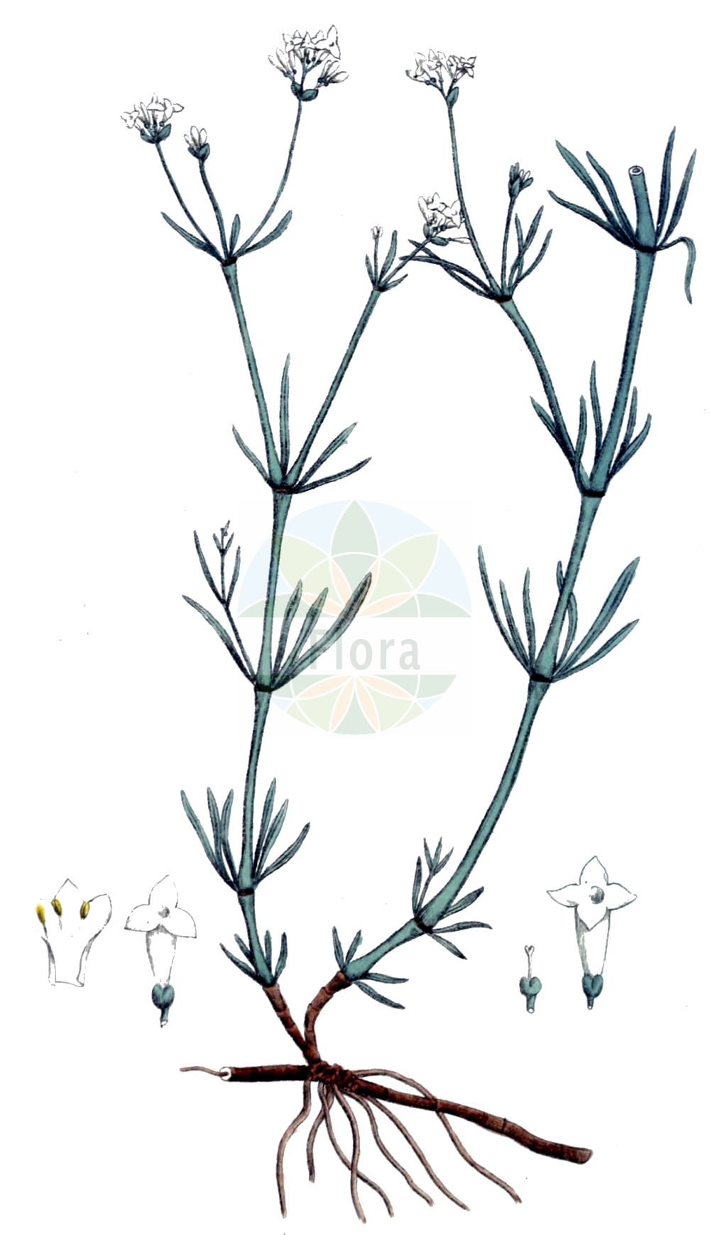 Historische Abbildung von Asperula tinctoria (Färber-Meier - Dyer's Woodruff). Das Bild zeigt Blatt, Bluete, Frucht und Same. ---- Historical Drawing of Asperula tinctoria (Färber-Meier - Dyer's Woodruff). The image is showing leaf, flower, fruit and seed.(Asperula tinctoria,Färber-Meier,Dyer's Woodruff,Asperula tinctoria,Galium tinctorium,Galium triandrum,Faerber-Meier,Dyer's Woodruff,Asperula,Meier,Woodruff,Rubiaceae,Rötegewächse,Bedstraw family,Blatt,Bluete,Frucht,Same,leaf,flower,fruit,seed,Svensk Botanik (Svensk Botanik))