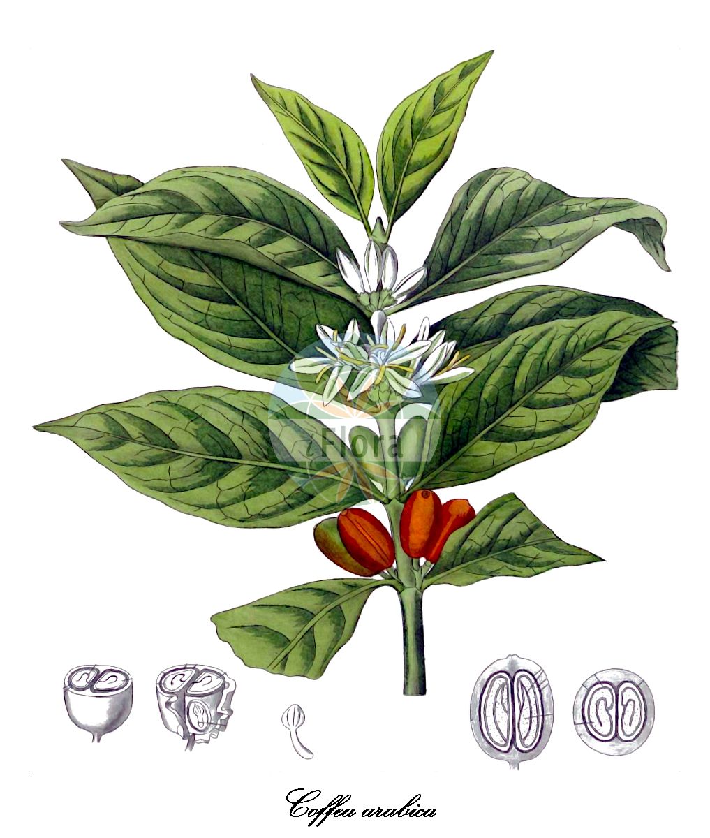 Historische Abbildung von Coffea arabica (Kaffeebaum). Das Bild zeigt Blatt, Bluete, Frucht und Same. ---- Historical Drawing of Coffea arabica (Kaffeebaum). The image is showing leaf, flower, fruit and seed.(Coffea arabica,Kaffeebaum,Kaffeestrauch,Coffea,Kaffeestrauch,Rubiaceae,Rötegewächse,Bedstraw family,Blatt,Bluete,Frucht,Same,leaf,flower,fruit,seed,Kohl (1891-1895))