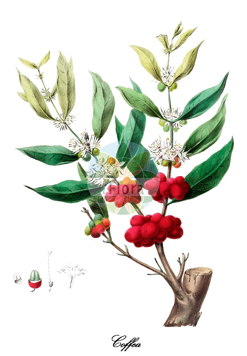 Historische Abbildung von Coffea (Kaffeestrauch). Das Bild zeigt Blatt, Bluete, Frucht und Same. ---- Historical Drawing of Coffea (Kaffeestrauch). The image is showing leaf, flower, fruit and seed.(Coffea,Kaffeestrauch,Coffea,Kaffeestrauch,Rubiaceae,Rötegewächse,Bedstraw family,Blatt,Bluete,Frucht,Same,leaf,flower,fruit,seed,Denisse (1843-1846))