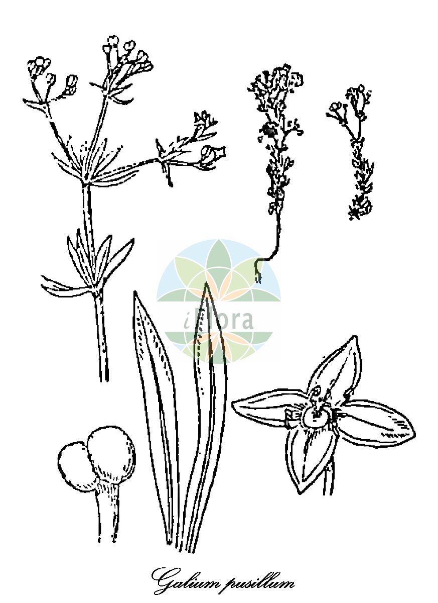 Galium pusillum - Rubiaceae,Plantae,Pteridobiotina,Angiosperms,Gentianales,Rubiaceae,Galium,Galium pusillum,Galium hypnoides, Galium jussiei, Galium lucidum var. pubescens, Galium pubescens, Galium pumilum, Galium pumilum f. jussiei, Galium pumilum prol. hypnoides, Galium pumilum subsp. hypnoides, Galium pumilum subsp. pusillum, Galium pumilum var. hirtellum, Galium pumilum var. hirtum, Galium pumilum var. hypnoides, Galium pumilum var. majus, Galium pumilum var. pubescens, Galium pumilum var. rectum, Galium pusillum subsp. hypnoides, Galium pusillum subsp. hypnoides, Galium pusillum var. hypnoides, Galium tenue var. hypnoides, Galium trichophyllum,Kleines Labkraut;petite bedstraw;gaillet nain;gaillet très petit;petit gaillet;caglio minimo