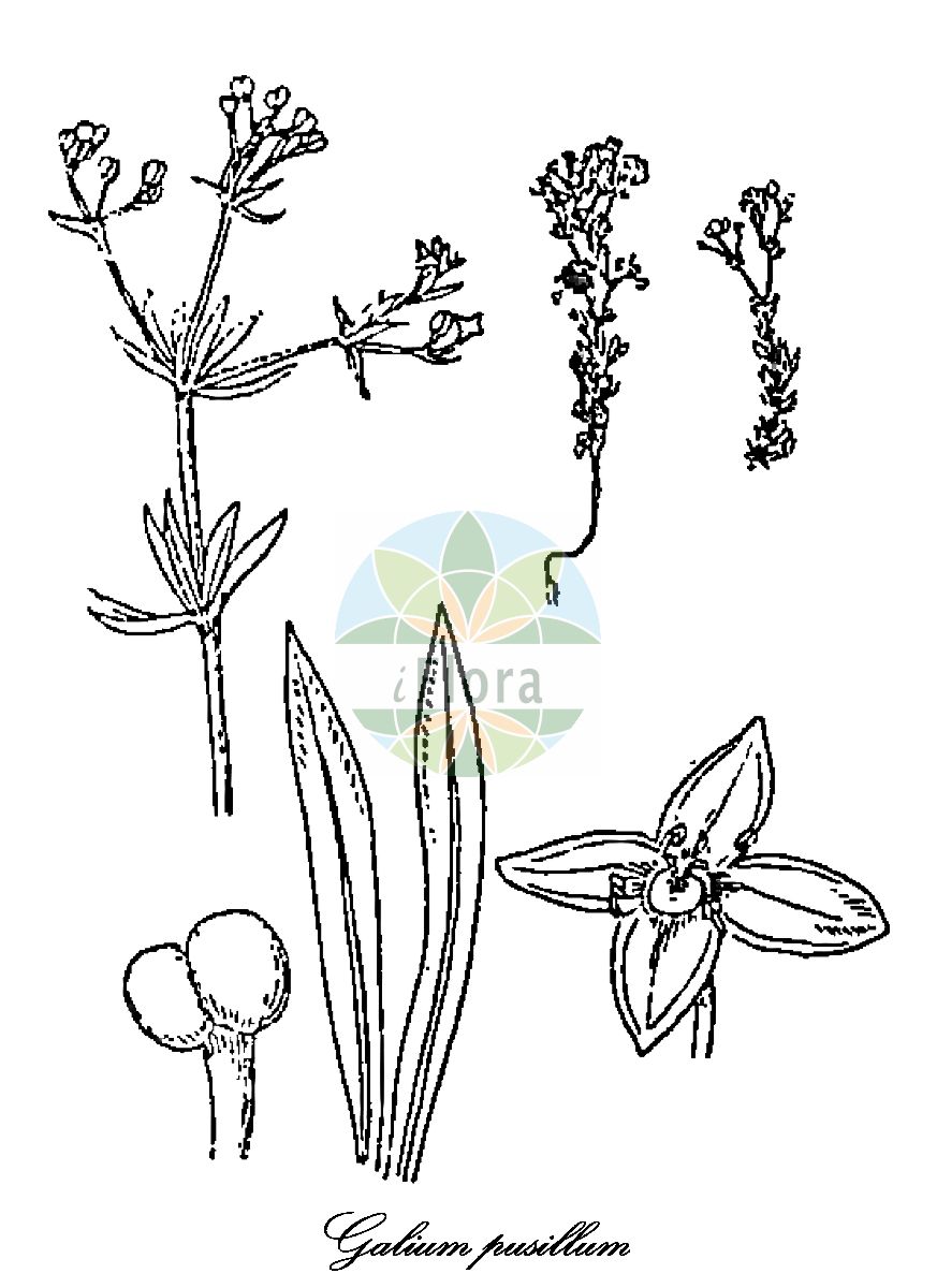 Historische Abbildung von Galium pusillum (Zierliches Labkraut - Petite Bedstraw). Das Bild zeigt Blatt, Bluete, Frucht und Same. ---- Historical Drawing of Galium pusillum (Zierliches Labkraut - Petite Bedstraw). The image is showing leaf, flower, fruit and seed.(Galium pusillum,Zierliches Labkraut,Petite Bedstraw,Galium jussiei,Galium,Labkraut,Bedstraw,Rubiaceae,Rötegewächse,Bedstraw family,Blatt,Bluete,Frucht,Same,leaf,flower,fruit,seed,Fiori (1921))