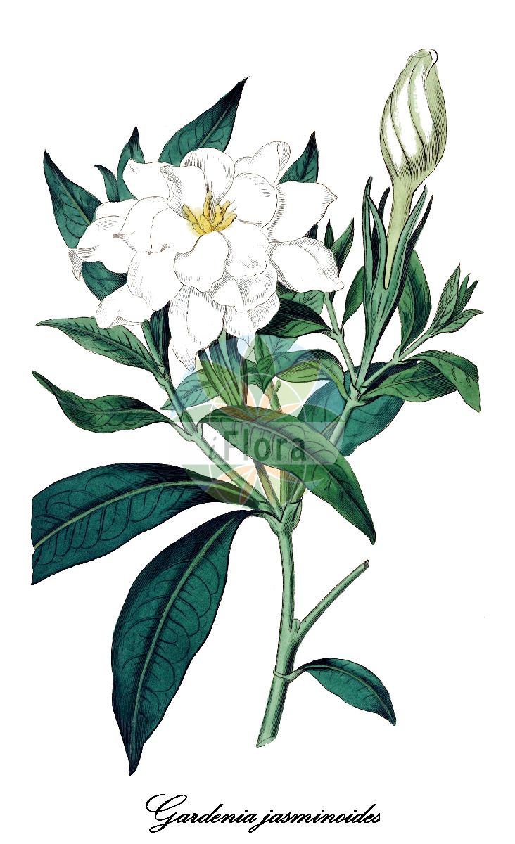 Historische Abbildung von Gardenia jasminoides. Das Bild zeigt Blatt, Bluete, Frucht und Same. ---- Historical Drawing of Gardenia jasminoides. The image is showing leaf, flower, fruit and seed.(Gardenia jasminoides,Gardenia,Gardenie,Rubiaceae,Rötegewächse,Bedstraw family,Blatt,Bluete,Frucht,Same,leaf,flower,fruit,seed,Botanical Register (1815-1828))