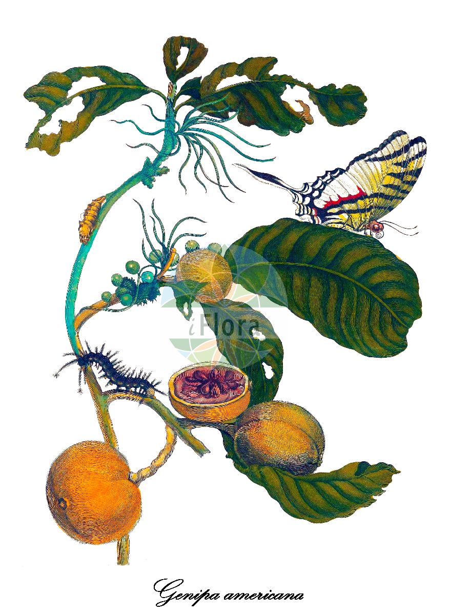 Historische Abbildung von Genipa americana. Das Bild zeigt Blatt, Bluete, Frucht und Same. ---- Historical Drawing of Genipa americana. The image is showing leaf, flower, fruit and seed.(Genipa americana,Genipa,Genipa,Rubiaceae,Rötegewächse,Bedstraw family,Blatt,Bluete,Frucht,Same,leaf,flower,fruit,seed,Merian (1714))