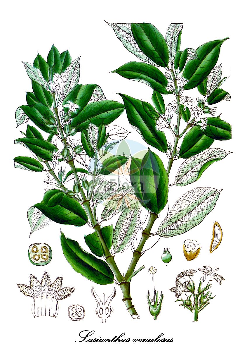 Historische Abbildung von Lasianthus venulosus. Das Bild zeigt Blatt, Bluete, Frucht und Same. ---- Historical Drawing of Lasianthus venulosus. The image is showing leaf, flower, fruit and seed.(Lasianthus venulosus,Lasianthus,Rubiaceae,Rötegewächse,Bedstraw family,Blatt,Bluete,Frucht,Same,leaf,flower,fruit,seed,Wight (1846-1851))