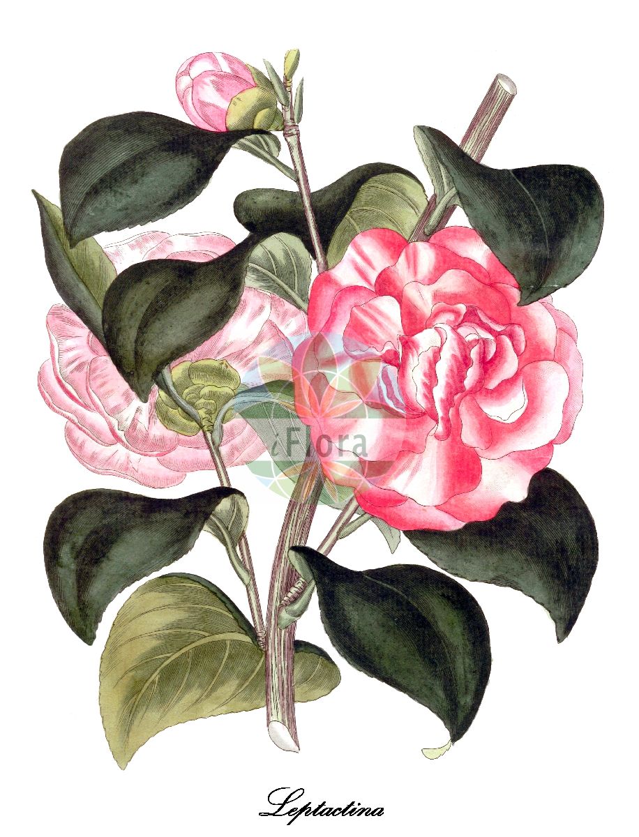 Leptactina - Rubiaceae,Plantae,Pteridobiotina,Angiosperms,Gentianales,Rubiaceae,Leptactina,Coleactina, Dictyandra