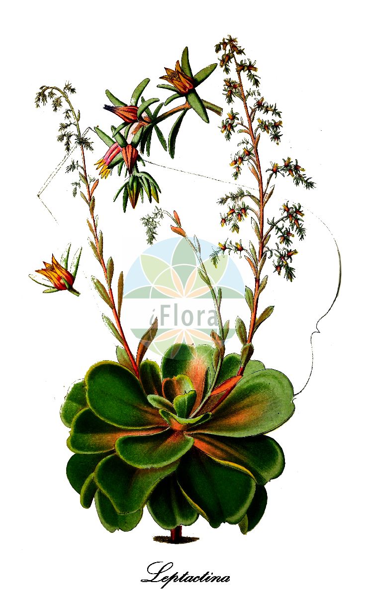 Historische Abbildung von Leptactina. Das Bild zeigt Blatt, Bluete, Frucht und Same. ---- Historical Drawing of Leptactina. The image is showing leaf, flower, fruit and seed.(Leptactina,Leptactina,Rubiaceae,Rötegewächse,Bedstraw family,Blatt,Bluete,Frucht,Same,leaf,flower,fruit,seed,La Belgique horticole (1874))