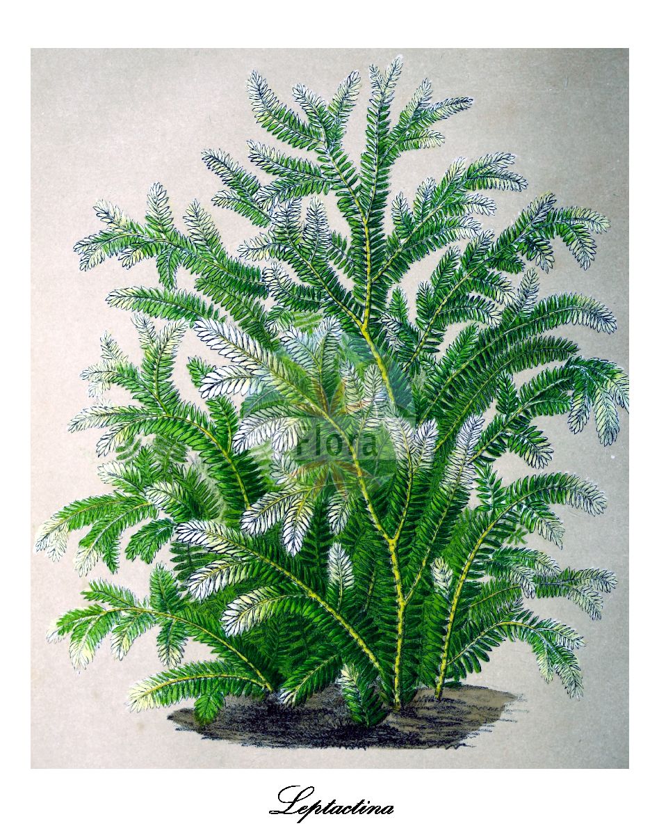 Leptactina - Rubiaceae,Plantae,Pteridobiotina,Angiosperms,Gentianales,Rubiaceae,Leptactina,Coleactina, Dictyandra