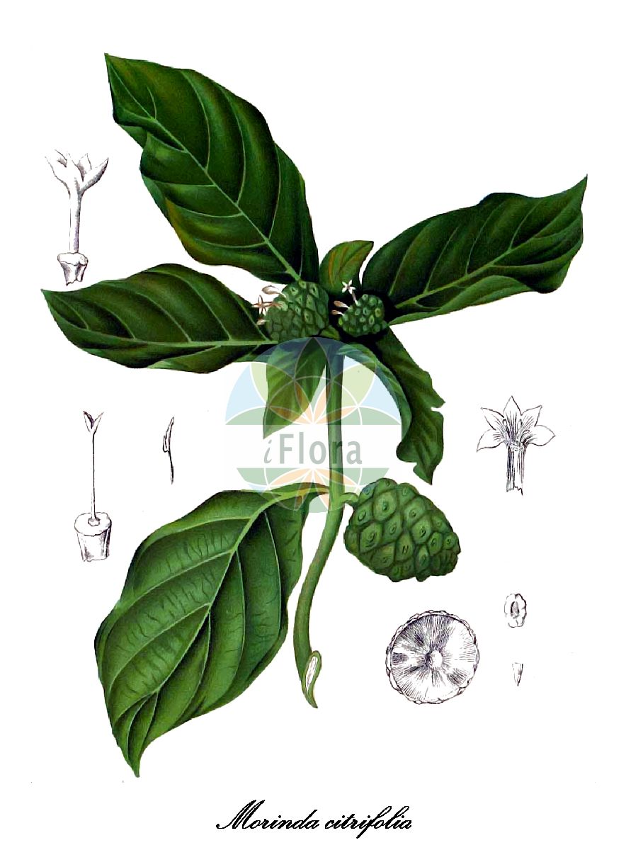 Historische Abbildung von Morinda citrifolia (Indischer Maulbeerbaum). Das Bild zeigt Blatt, Bluete, Frucht und Same. ---- Historical Drawing of Morinda citrifolia (Indischer Maulbeerbaum). The image is showing leaf, flower, fruit and seed.(Morinda citrifolia,Indischer Maulbeerbaum,Noni,Morinda,Rubiaceae,Rötegewächse,Bedstraw family,Blatt,Bluete,Frucht,Same,leaf,flower,fruit,seed,Blanco (1875))