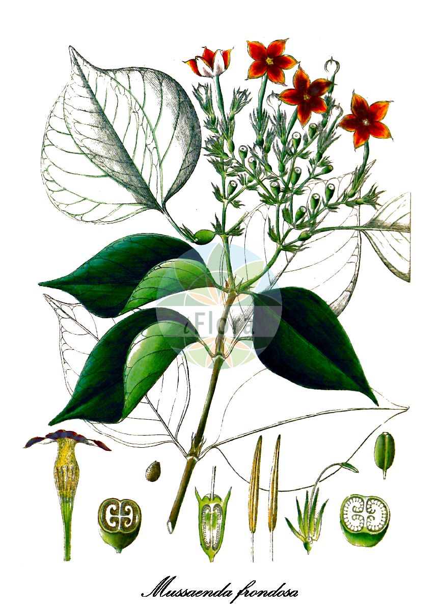 Historische Abbildung von Mussaenda frondosa. Das Bild zeigt Blatt, Bluete, Frucht und Same. ---- Historical Drawing of Mussaenda frondosa. The image is showing leaf, flower, fruit and seed.(Mussaenda frondosa,Mussaenda,Rubiaceae,Rötegewächse,Bedstraw family,Blatt,Bluete,Frucht,Same,leaf,flower,fruit,seed,Wight (1840-1850))