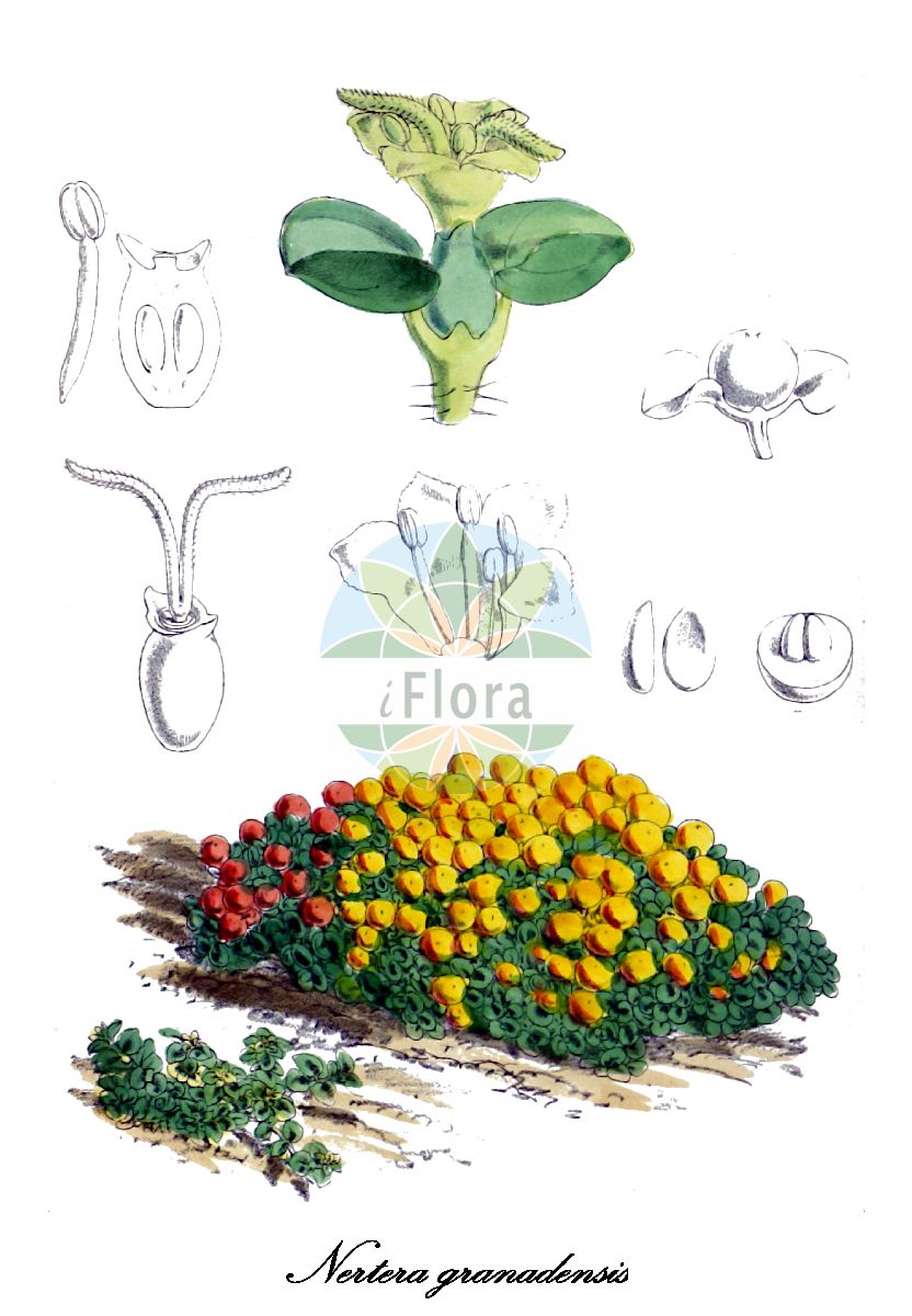 Historische Abbildung von Nertera granadensis (Korallenbeere). Das Bild zeigt Blatt, Bluete, Frucht und Same. ---- Historical Drawing of Nertera granadensis (Korallenbeere). The image is showing leaf, flower, fruit and seed.(Nertera granadensis,Korallenbeere,Korallenmoos,Korallenpflanze,Nertera,Rubiaceae,Rötegewächse,Bedstraw family,Blatt,Bluete,Frucht,Same,leaf,flower,fruit,seed,Curtis Botanical Magazine (1869))