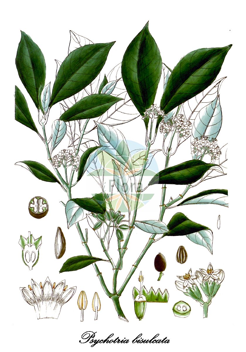 Historische Abbildung von Psychotria bisulcata. Das Bild zeigt Blatt, Bluete, Frucht und Same. ---- Historical Drawing of Psychotria bisulcata. The image is showing leaf, flower, fruit and seed.(Psychotria bisulcata,Psychotria,Rubiaceae,Rötegewächse,Bedstraw family,Blatt,Bluete,Frucht,Same,leaf,flower,fruit,seed,Wight (1846-1851))