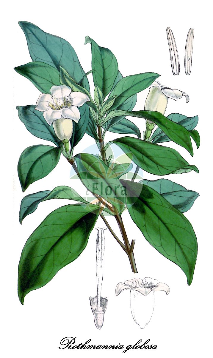 Historische Abbildung von Rothmannia globosa. Das Bild zeigt Blatt, Bluete, Frucht und Same. ---- Historical Drawing of Rothmannia globosa. The image is showing leaf, flower, fruit and seed.(Rothmannia globosa,Rothmannia,Rubiaceae,Rötegewächse,Bedstraw family,Blatt,Bluete,Frucht,Same,leaf,flower,fruit,seed,Curtis Botanical Magazine (1854))