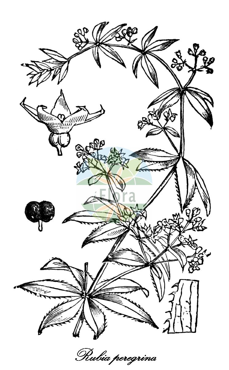 Historische Abbildung von Rubia peregrina (Wilde Färberröte - Wild Madder). Das Bild zeigt Blatt, Bluete, Frucht und Same. ---- Historical Drawing of Rubia peregrina (Wilde Färberröte - Wild Madder). The image is showing leaf, flower, fruit and seed.(Rubia peregrina,Wilde Färberröte,Wild Madder,Rubia lucida,Rubia reiseri,Wilder Krapp,Rubia,Färberröte,Dyer's Madder,Rubiaceae,Rötegewächse,Bedstraw family,Blatt,Bluete,Frucht,Same,leaf,flower,fruit,seed,Fitch et al. (1880))