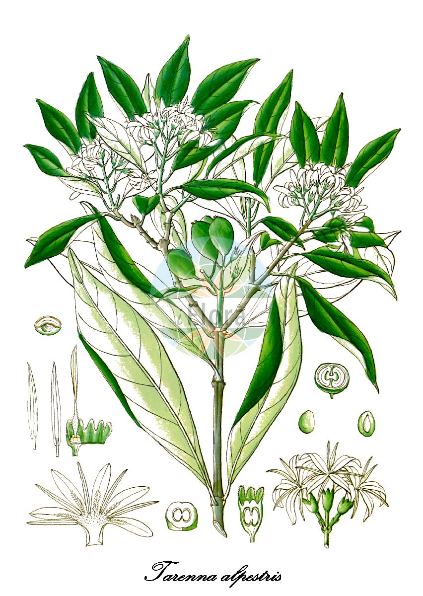 Historische Abbildung von Tarenna alpestris. Das Bild zeigt Blatt, Bluete, Frucht und Same. ---- Historical Drawing of Tarenna alpestris. The image is showing leaf, flower, fruit and seed.(Tarenna alpestris,Tarenna,Rubiaceae,Rötegewächse,Bedstraw family,Blatt,Bluete,Frucht,Same,leaf,flower,fruit,seed,Wight (1846-1851))