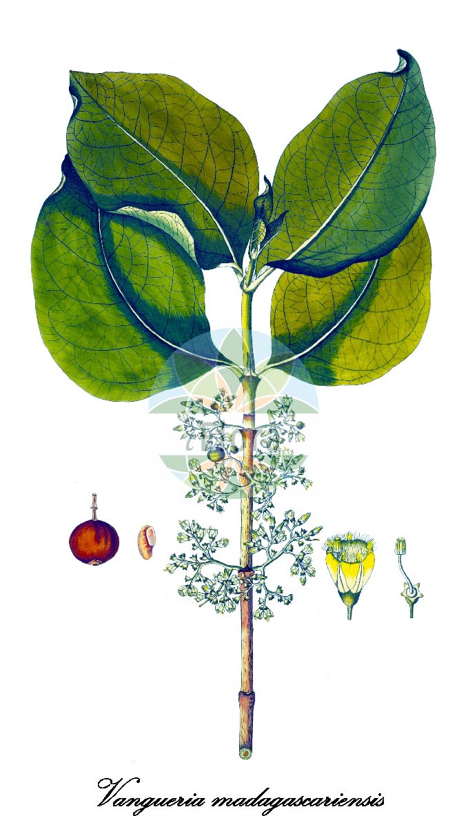 Historische Abbildung von Vangueria madagascariensis. Das Bild zeigt Blatt, Bluete, Frucht und Same. ---- Historical Drawing of Vangueria madagascariensis. The image is showing leaf, flower, fruit and seed.(Vangueria madagascariensis,Vangueria,Rubiaceae,Rötegewächse,Bedstraw family,Blatt,Bluete,Frucht,Same,leaf,flower,fruit,seed,von Jacquin (1797-1804))