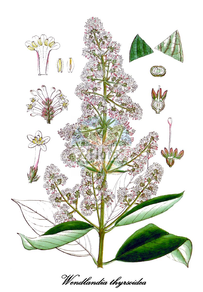 Historische Abbildung von Wendlandia thyrsoidea. Das Bild zeigt Blatt, Bluete, Frucht und Same. ---- Historical Drawing of Wendlandia thyrsoidea. The image is showing leaf, flower, fruit and seed.(Wendlandia thyrsoidea,Wendlandia,Wendlandia,Rubiaceae,Rötegewächse,Bedstraw family,Blatt,Bluete,Frucht,Same,leaf,flower,fruit,seed,Wight (1846-1851))