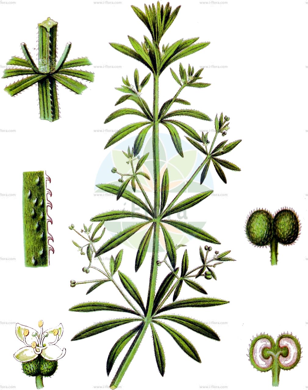Galium aparine - Rubiaceae,Plantae,Pteridobiotina,Angiosperms,Gentianales,Rubiaceae,Galium,Galium aparine,Aparine hispida, Aparine vulgaris, Asperula aparine, Asperula aparine var. aparine, Asterophyllum aparine, Crucianella purpurea, Galion aparinum, Galium aculeatissimum, Galium adhaerens, Galium aparine f. angustifolium, Galium aparine f. intermedium, Galium aparine f. latifolium, Galium aparine subsp. agreste, Galium aparine var. agreste, Galium aparine var. aparine, Galium aparine var. fructibushispidis, Galium aparine var. hirsutum, Galium aparine var. intermedium, Galium aparine var. marinum, Galium aparine var. microphyllum, Galium aparine var. minor, Galium aparine var. pseudoaparine, Galium aparine var. subglabrum, Galium aparine var. thalassicum, Galium aparine var. verum, Galium asperum, Galium australe, Galium borbonicum var. makianum, Galium charoides, Galium chilense, Galium chonosense, Galium hispidum, Galium horridum, Galium intermedium, Galium lappaceum, Galium larecajense, Galium parviflorum, Galium pseudoaparine, Galium segetum, Galium tenerrimum, Galium uliginosum, Galium uncinatum, Rubia aparine,Kletten-Labkraut;Klebkraut;Gewöhnliches Klebkraut;cleavers;catchweed bedstraw;goosegrass;harrif;stickywilly;Gaillet gratteron;rièble;gaillet accrochant;herbe collante;trainasse;prend-main;anis sucré;aparine;capille à teigneux;gleton;gratteron;herbe à la punaise;petit glouteron;petit peignot;saigne-langue;teigne;amor de hortelano;espunyidella;lapa;pega-pega;apegalos;lengua de gato;aspelagos;amor del hortelano;azotalenguas;cuajaleches;cuajo;gallocresta;hierba de gallina;lárgalo;presera;raspasayas;rébola;reboleta;répol;Attacavesti;Caglio asprello;attaccamani;caglio aparine;speronella;asprella;attaccamano;attaccaveste;kleefkruid;kliskruid;amor-de-hortelão;pagamaco;pegamaço;amor-de-beijão;erva-peganhosa;pegamassa;rapa-saias;raspa-lingua;подмаренник цепкий;çoban süzgeci;jevga;ngjitëse;ngjitësja rodhe;amor d'hortolá;apegalós;endrapallengua;gats;herba de gallina;herba remuguera;rabosa;raspa llengua;rébola;čekinjasta broćika;röd-plister;snärjmåra;burresnerre;przytulia czepna;plezajoča lakota;ragadós galaj;svízel přítula;lipicioasa;turiță;lipkavec obyčajný;підмаренник чіпкий;лепка;обикновена лепка;roomav madar;virn;ķeraiņu madara;klengemaure;kierumatara;броћац;лепуша;лепуша броћика;приљепача броћика;devekah zifanit;דְּבֵקָה זִיפָנִית;kibusis lipikas;γάλιον απαρίνη;μεγαλόκαπρη κολλητσίδα