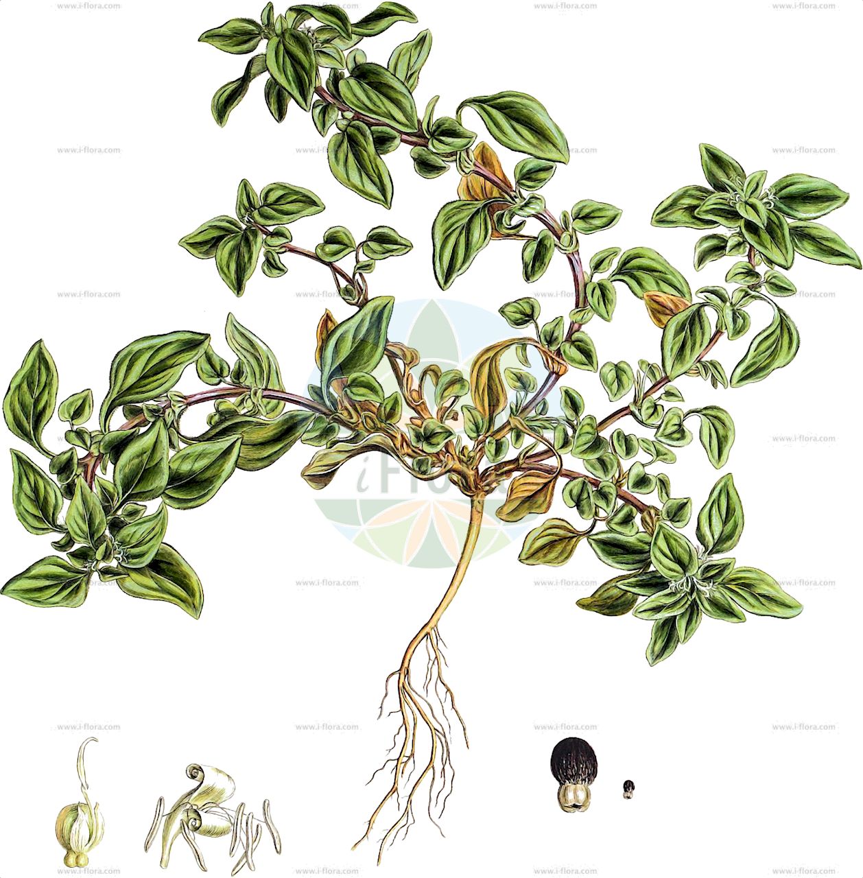 Theligonum cynocrambe - Rubiaceae,Plantae,Pteridobiotina,Angiosperms,Gentianales,Rubiaceae,Theligonum,Theligonum cynocrambe,Cynocrambe cynocrambe, Cynocrambe dioscoridis, Cynocrambe prostrata, Theligonum alsinoideum, Theligonum cynocrambe f. canariensis, Theligonum cynocrambe f. vulgare, Theligonum cynocrambe var. major, Theligonum cynocrambe var. minor, Theligonum cynocrambe var. saxatilis, Theligonum dalmaticum, Theligonum parvum,Hundskohl;chou de chien;cynocrambe;théligonum;quebradizo;hondskool;verca-de-cão;verça-de-cão;телигонум цинокрамба;kuş yüreği;teligon;телігоній простертий;телигониум;tarshanit seru'ah;טַרְשָׁנִית שְׂרוּעָה