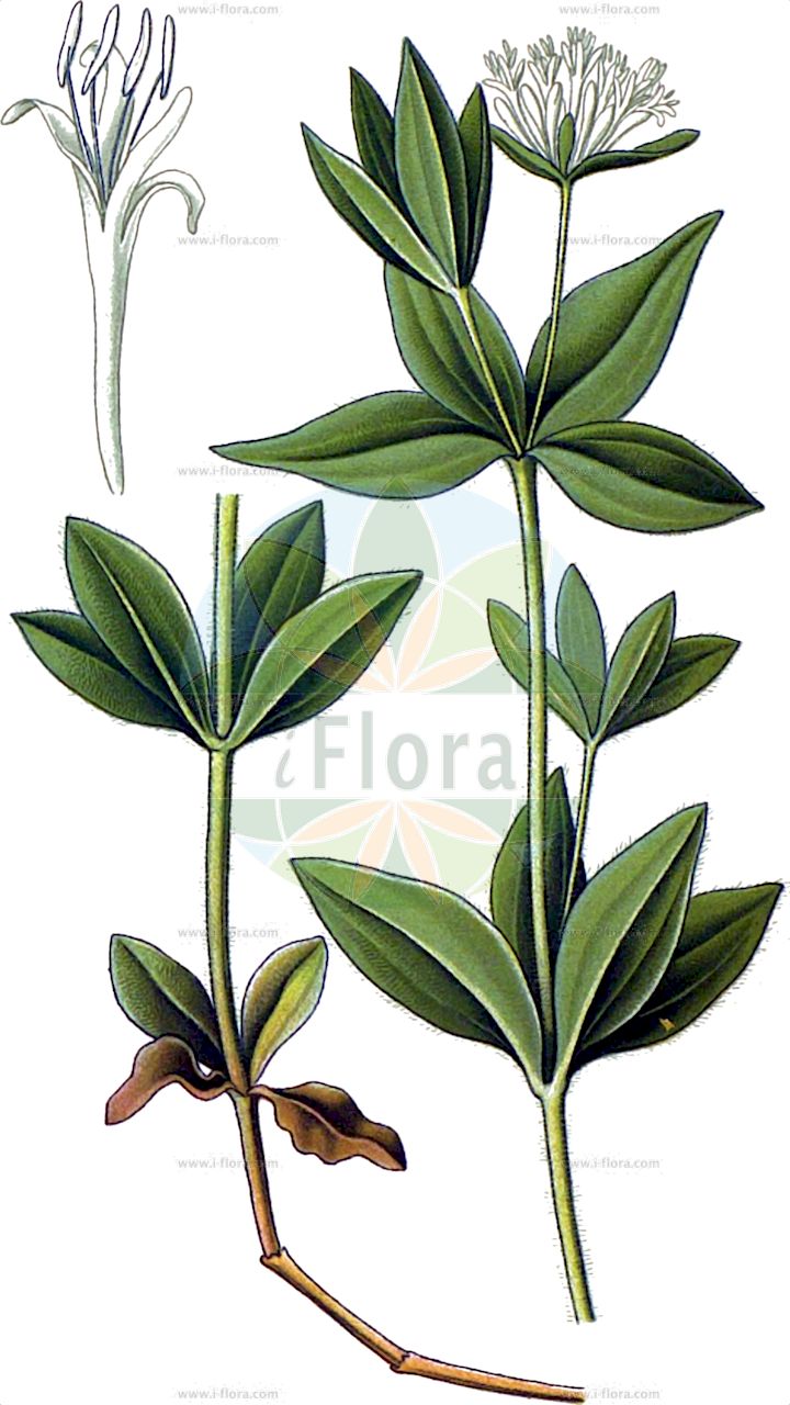 Asperula taurina - Rubiaceae,Plantae,Pteridobiotina,Angiosperms,Gentianales,Rubiaceae,Asperula,Asperula taurina,Asperula caucasica, Asperula nemoralis, Asperula propinqua, Asperula rubioides, Asperula taurina f. leucanthera, Asperula taurina subsp. caucasica, Asperula taurina subsp. leucanthera, Asperula taurina var. intermedia, Asperula taurina var. longifolia, Asperula trinervia, Blepharostemma taurinum, Galium taurinum,Italienischer Meier;Turiner Meier;Turiner Meister;Turiner Waldmeister;pink woodruff;turin woodruff;Aspérule de Turin;Stellina cruciata;asperula di Torino;ясменник туринский;küçük fevve;njëgjire;torinska lazarkinja;turinska perla;olasz müge;милосърдниче;ситна лазаркиња