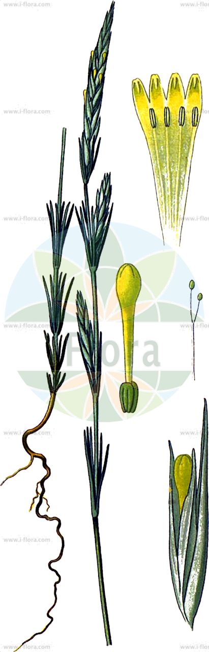 Crucianella angustifolia - Rubiaceae,Plantae,Pteridobiotina,Angiosperms,Gentianales,Rubiaceae,Crucianella,Crucianella angustifolia,Crucianella angustifolia f. desenspicata, Crucianella angustifolia f. plagiotropica, Crucianella angustifolia subsp. oxyloba, Crucianella angustifolia subvar. confinis, Crucianella angustifolia var. chabertii, Crucianella chabertii, Crucianella mucronata, Crucianella oxyloba, Crucianella spicata, Rubeola angustifolia, Rubeola linearifolia,Schmalblättriges Kreuzblatt;crucianelle à feuilles étroites;espigadilla;rabilarga;rubilla ancha;rubilla espigada;crucianella sottile;crucianella a foglie strette;amor-do-hortelão;granza;узколистная крестовница;крестовница узколистная;ince haçotu;krucianelë;crenadeta;crucianel·la angustifòlia;broćevac;хрестовниця гостролопатева;теснолистна кръстатка;броћевац