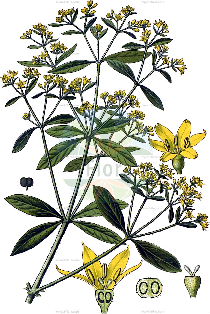 Rubia tinctorum - Rubiaceae,Plantae,Pteridobiotina,Angiosperms,Gentianales,Rubiaceae,Rubia,Rubia tinctorum,Galium rubia, Rubia acaliculata, Rubia iberica, Rubia peregrina subsp. tinctorum, Rubia sativa, Rubia sylvestris, Rubia tinctoria, Rubia tinctorum f. petiolaris, Rubia tinctorum var. culta, Rubia tinctorum var. grandifolia, Rubia tinctorum var. iberica, Rubia tinctorum var. latifolia, Rubia tinctorum var. pubescens, Rubia tinctorum var. sativa,Färberröte;Färberwurzel;Krappfärberröte;Krappwurzel;Echte Federröte;Krapp;Färber-Röte;Färber-Krapp;Echte Färberröte;Färber-Krapp;Garance des teinturiers;Robbia domestica