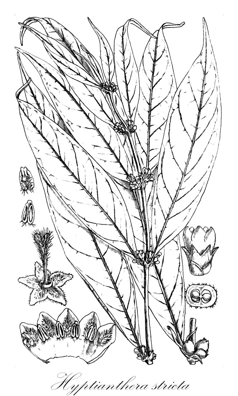 Hyptianthera stricta - Rubiaceae,Plantae,Pteridobiotina,Angiosperms,Gentianales,Rubiaceae,Hyptianthera,Hyptianthera stricta,Hypobathrum strictum, Hyptianthera bracteata, Macrocnemum strictum, Randia stricta, Rondeletia stricta, Solena stricta