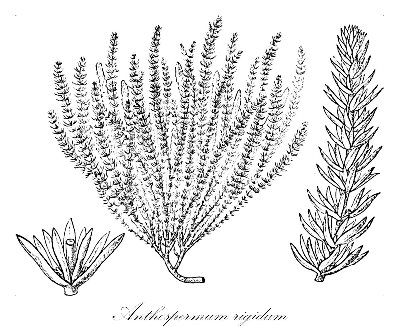 Anthospermum rigidum - Rubiaceae,Plantae,Pteridobiotina,Angiosperms,Gentianales,Rubiaceae,Anthospermum,Anthospermum rigidum,Anthospermum pumilum subsp. rigidum