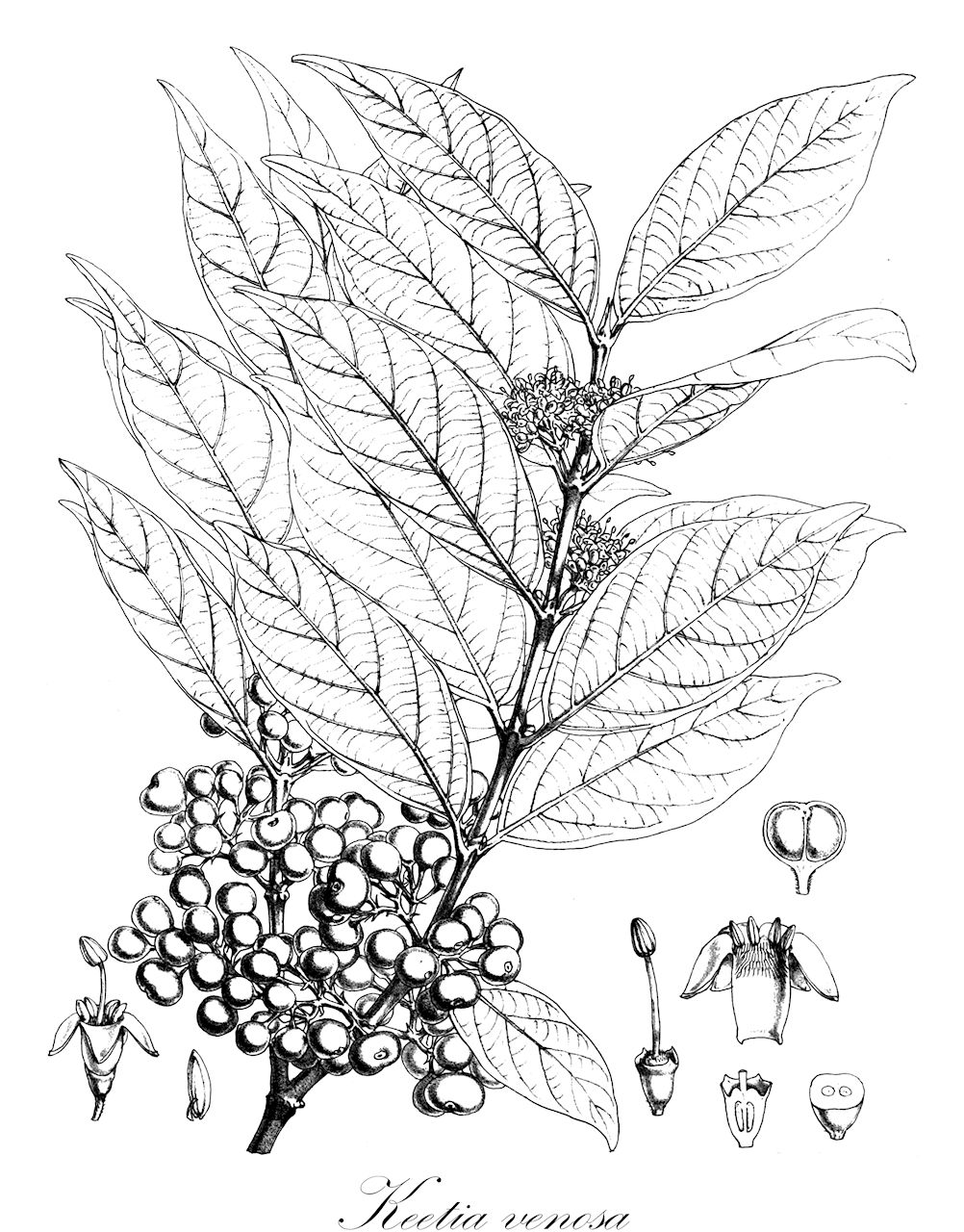 Keetia venosa - Rubiaceae,Plantae,Pteridobiotina,Angiosperms,Gentianales,Rubiaceae,Keetia,Keetia venosa,Canthium barteri, Canthium dundusanense, Canthium sphaerocarpum, Canthium sylvaticum, Canthium venosum, Canthium venosum var. pubescens, Plectronia barteri, Plectronia dundusanensis, Plectronia myriantha, Plectronia reygaertii, Plectronia stipulata, Plectronia sylvatica, Plectronia vanderystii, Plectronia venosa